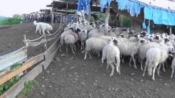 A Shepherd In Rome / Un pecoraio a Roma