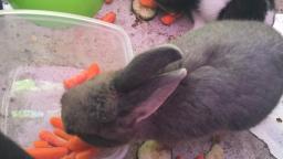 Rabbits Eating Carrots In Time-Lapse