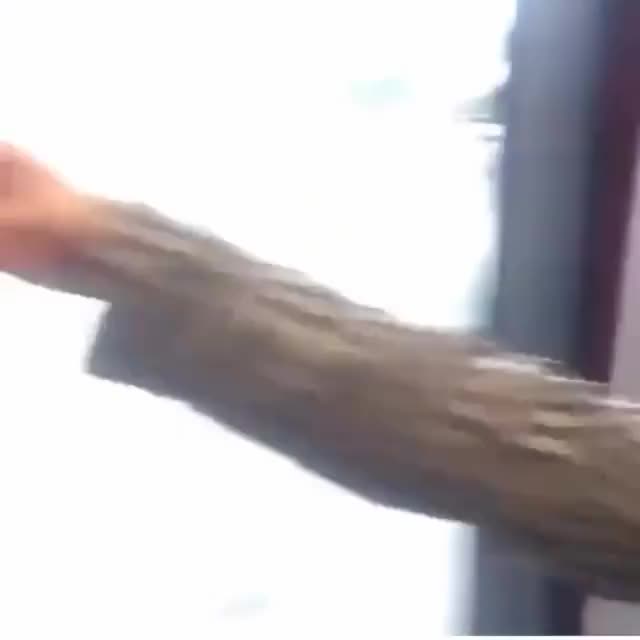 where da bitches at?
