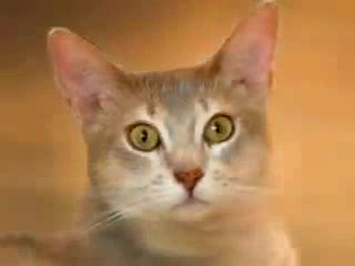 Gatos chistosos