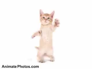 Go Kitty Go !