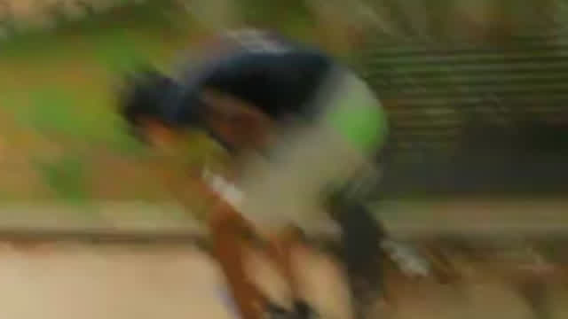 my friend vs dog
