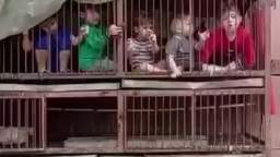 Palestinian militants posted a video of themselves holding captured children in animal cages. The Ha