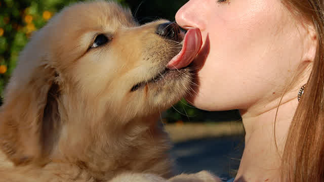 Can Humans Be Allergic To A Dog’s Saliva