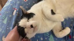 (Filler) Kato The Black & White Cat