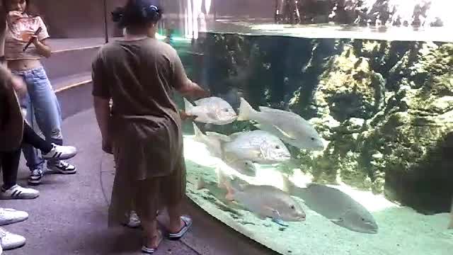 Personas viendo peces blancos en el Gran Acuario Mazatlán, 28 de marzo de 2026