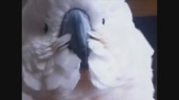 Birb doesnt like gay pastors