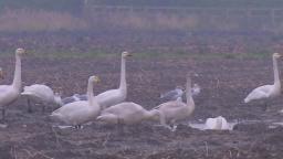 Whooper Swans In Flight ❄
