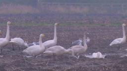 Whooper Swans In Flight ❄