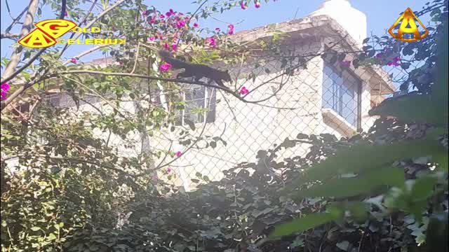 PEQUEÑOS INVASORES, @GOLDACELERIUX PEQUEÑOS INVASORES, @GOLDACELERIUX