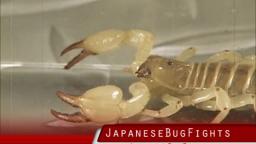 Japanese Bug Fights: Yellow Forest Scorpion vs. Mexican Vinegaroon (S02E05)