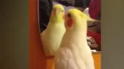bird singing and dancing :)