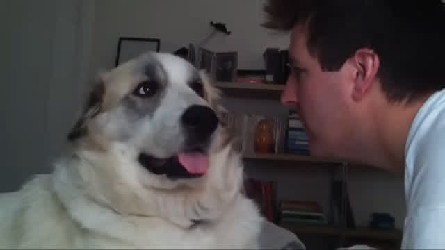 Dog punches dude in the face