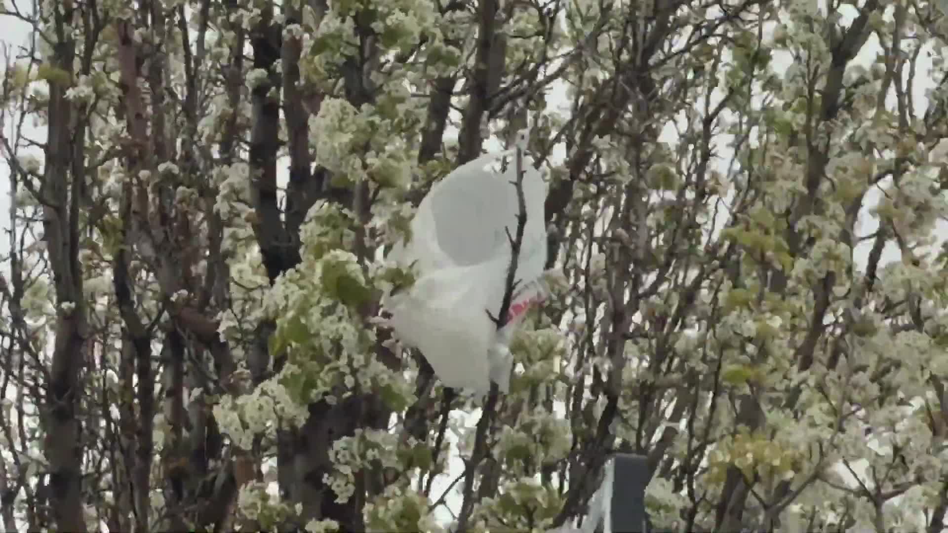 Another plastic bag stuck in a tree - Recorded on April 21, 2022, at 3:10PM MT