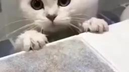 cute kitten falls from nice shower