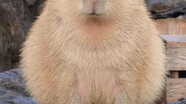 okay pull up capybara     PlushTube version
