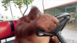 Hotline_Orangutan-1