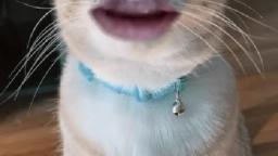 My grandpappy becomes a cat