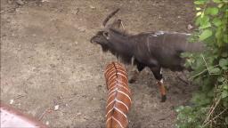 NYALAS AT THE BRONX ZOO