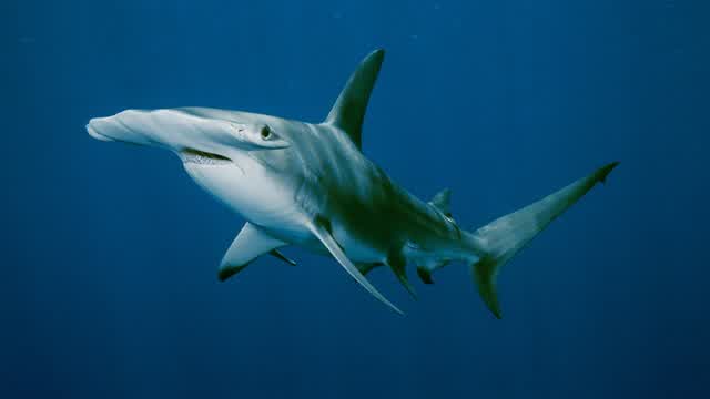 Hammerhead Sharks