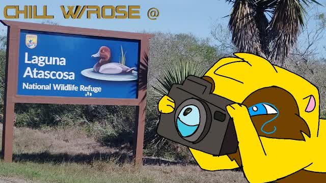 Chill w/Rose the Otter at Laguna Atascosa National Wildlife Refuge (Osprey Overlook) 🏞️💦🦆🦅