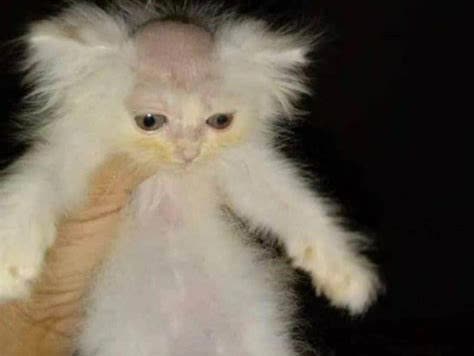 mcalien parody ads preview - PUBLIC GO!ANIMATE TELEVISION