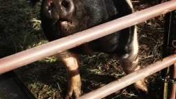 Piggy Says Hi