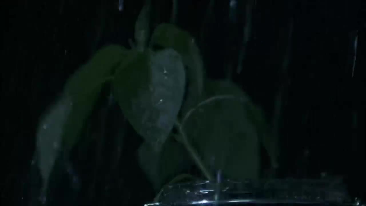 The good seed - Let the good seed grow inside of you
