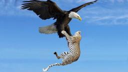 The Most Amazing Eagle Attacks Ever Caught on Camera - Harpy Eagle vs Monkey Sea Eagle vs Sea Snake
