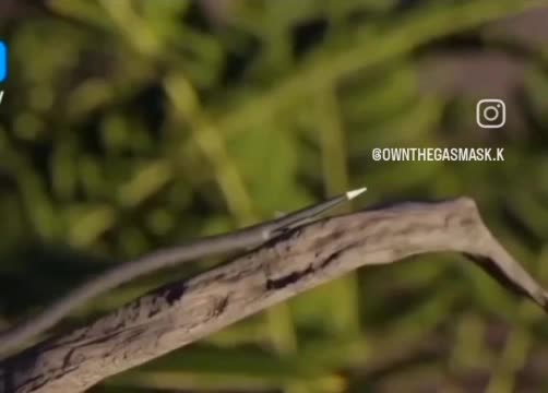 动物世界