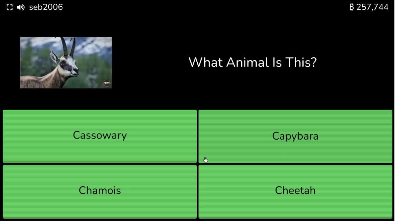 playing blooket playing blooket