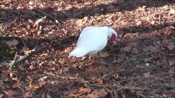 VERY CURIOUS WHITE MUSCOVY DUCK
