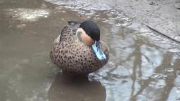 Hottentottenente im Vogelpark