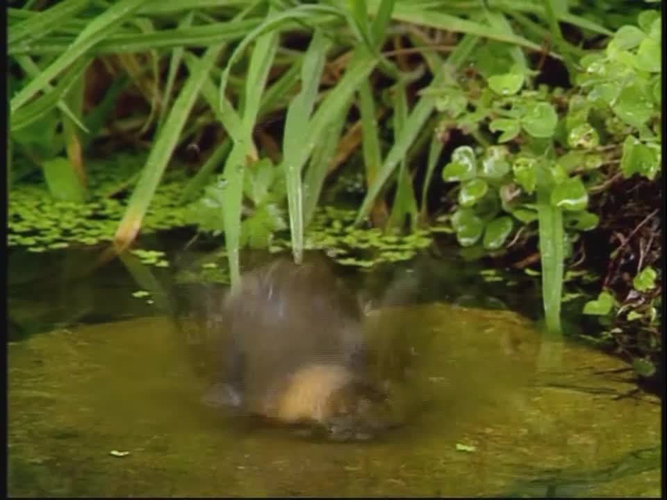 Baby Einstein Neighborhood Animals 2004 DVD Baby Einstein Neighborhood Animals 2004 DVD