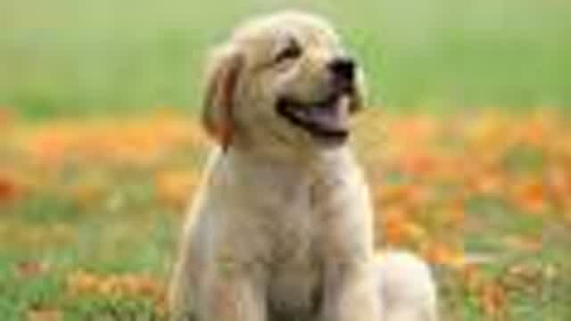CuteDogSmilePictures.mp4
