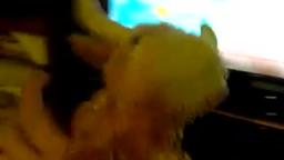 Mr. Horns watches mlp commercials part 2 (youtube/vlare reupload)