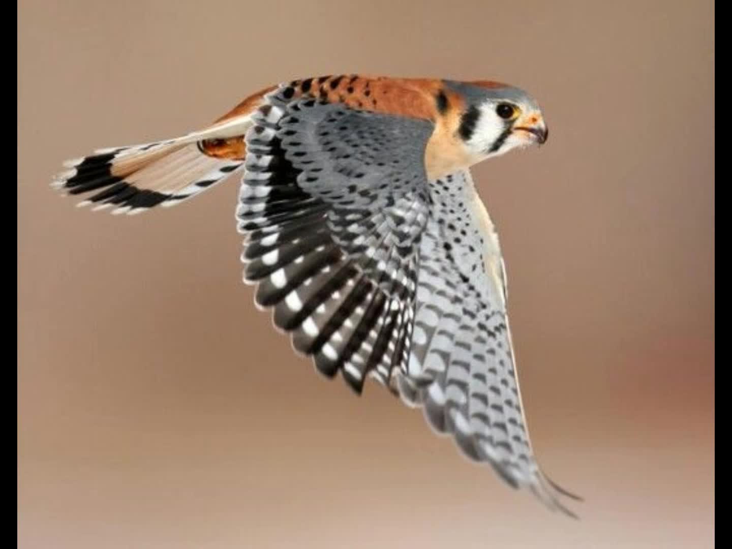 American Kestrels!!!