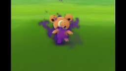 Pokémon GO-Shadow Teddiursa