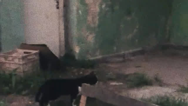 cute cat