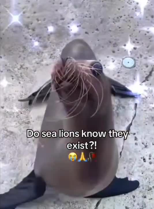 Sea lion 🥳🥳🥳🤗🤗🤗🥺🥺🥺🥺😔😔😔🤠🤠🤠🤠🤠🤠🤠🤠🤠🤠🤠🤠