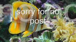 sorry for no post vdeos