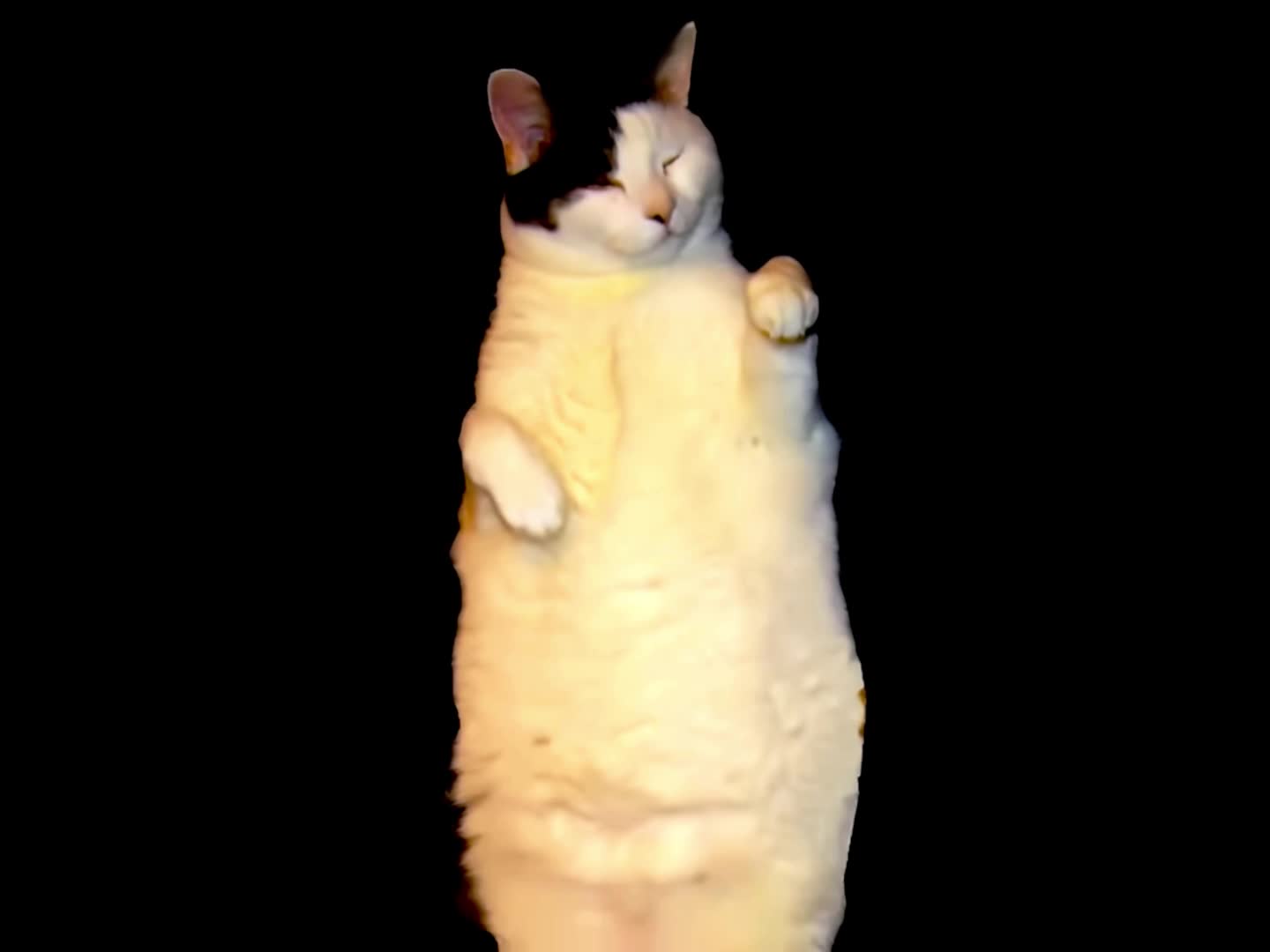 Im a Kitty Cat