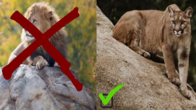 Mountain Lions are Biblical Lions