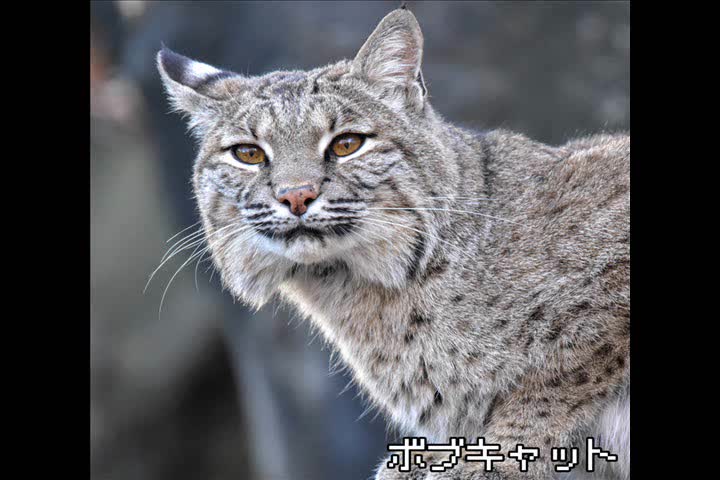 bobcat - bobcat (FULL ALBUM)