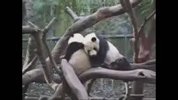 Pandas at the San Diego Zoo