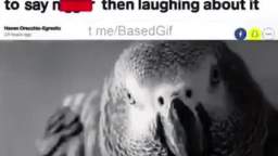 Based Birds