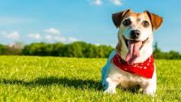 The significance of dog training