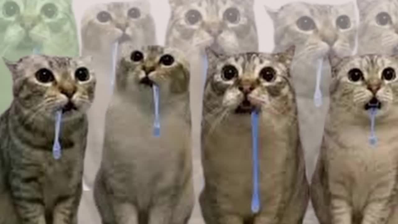 Lord I'm 1 Lord I'm 2 Drooling Cats