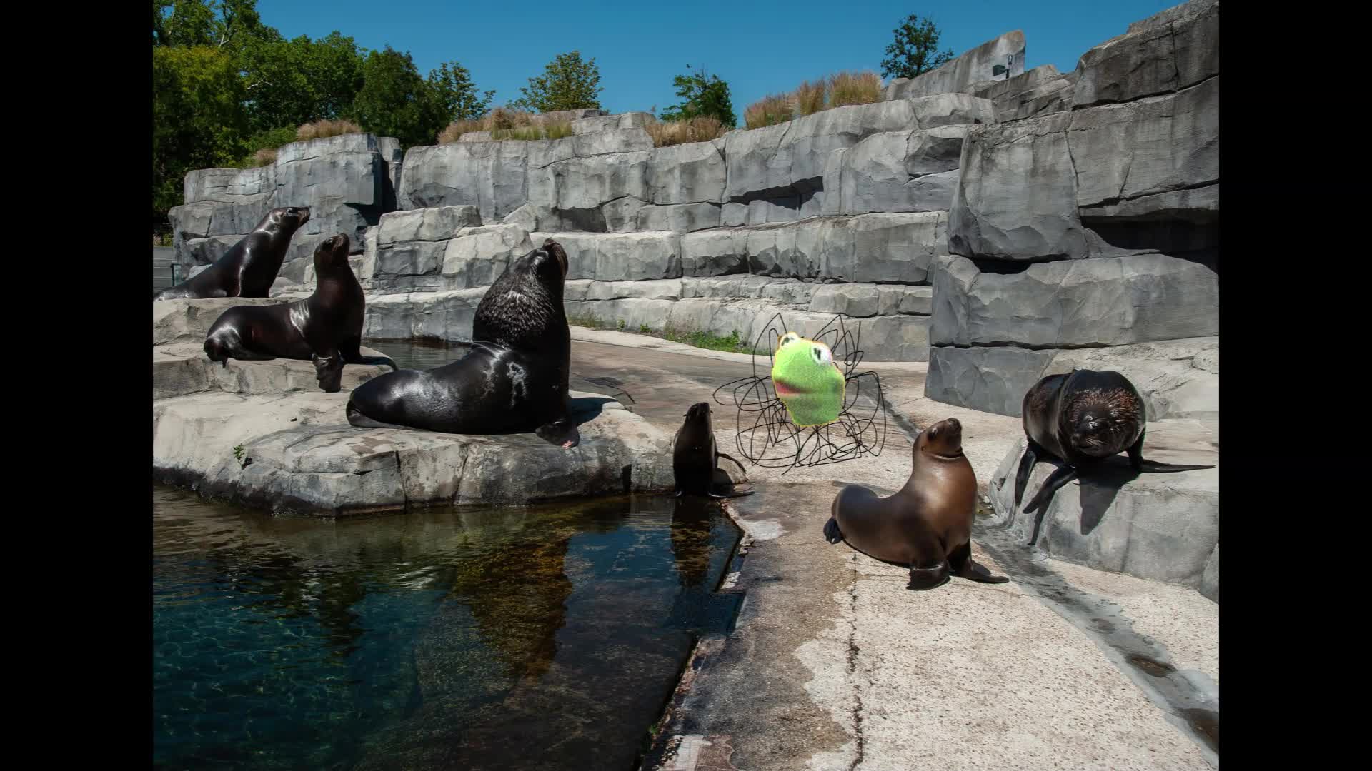 Pube Muppet's Zoological Adventure! Pube Muppet's Zoological Adventure!
