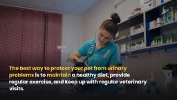Urinary problems in dogs causes and treatments